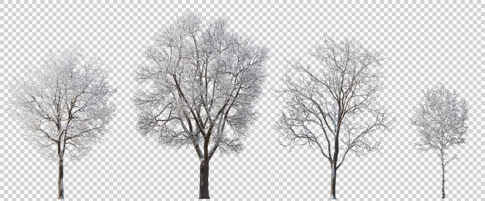 Set of 4 large medium and small winter various snowed trees isolated png Illustrazione stock