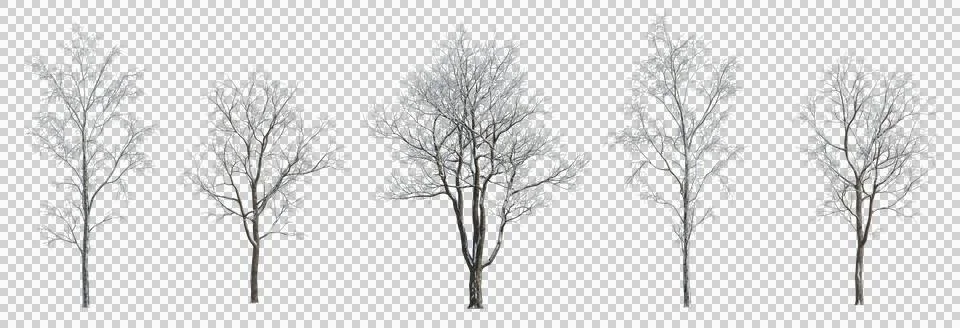 Set of 4 large medium and small winter various snowed trees isolated png Fotos Stock