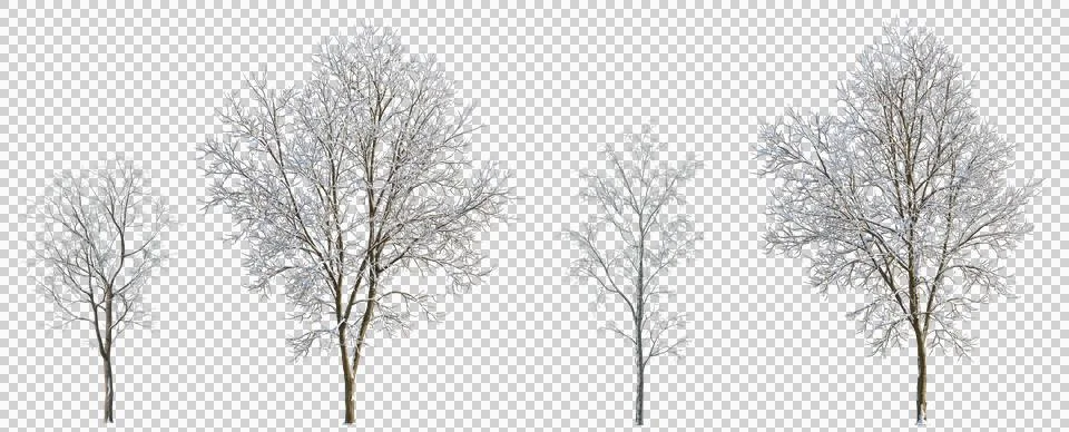 Set of 4 large medium and small winter various snowed trees isolated png Fotos Stock