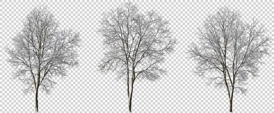 Set of 4 large winter various snowed trees png cutout Illustrazione stock