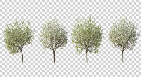 Set of 4 Pyrus calleryan trees Callery pear isolated png Illustrazione stock