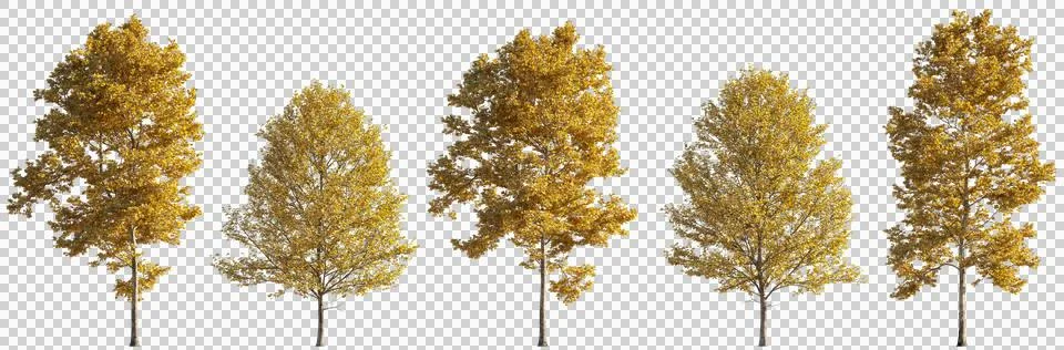 Set of 5 autumn large trees sycamore platanus maple trees isolated png Illustrazione stock