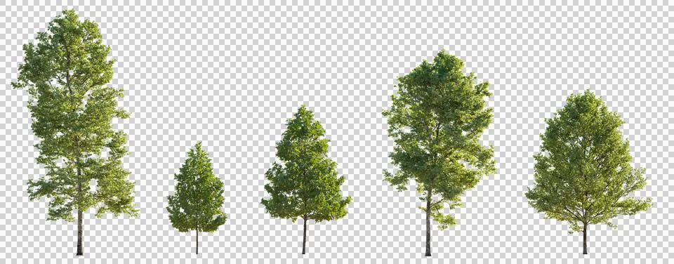 Set of 5 big, medium and small trees sycamore platanus trees isolated png Illustrazione stock