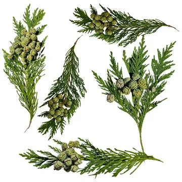 Set of 5 Green Thuja Branches with Cones Isolated on White Background Stock Photos