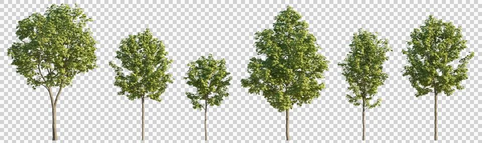 Set of 6 middle and small trees sycamore platanus maple isolated png cutout Illustrazione stock