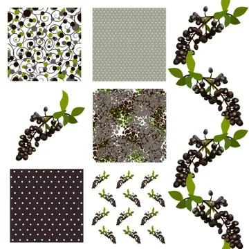 Set of 6 seamless patterns with elderberries and flowers, design elements Stock Illustration