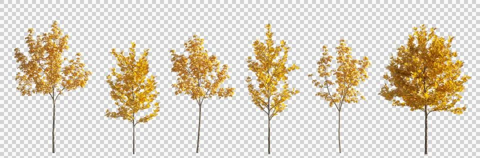 Set of 6 small and middle autumn street trees sycamore platanus maple png cutout Illustrazione stock