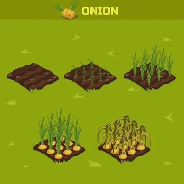 SET 8. Isometric Stage of growth Onion Stock Illustration