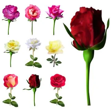 Set of 9 decorative pink, red, white and yellow roses, design elements Stock Illustration