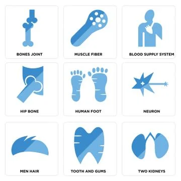 Set Of 9 simple editable icons such as Two Kidneys, Tooth and Gums, Men Hair Free Stock Illustration