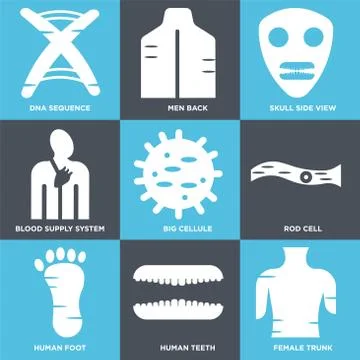 Set Of 9 simple editable icons such as Female Trunk, Human Teeth, Human Foot Selección de ilustraciones gratis