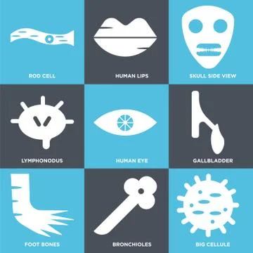 Set Of 9 simple editable icons such as Big Cellule, Bronchioles, Foot Bones Selección de ilustraciones gratis