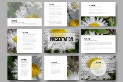 Set of 9 templates for presentation slides. White flowers on the grass 스톡 일러스트