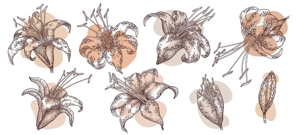 Set of abstract hand drawn isolated flowers. Trendy botanical elements. Lin.. 库存插图