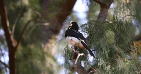 Set against a backdrop of thriving lush greenery, a hornbill perches Stock-Footage 303826419
