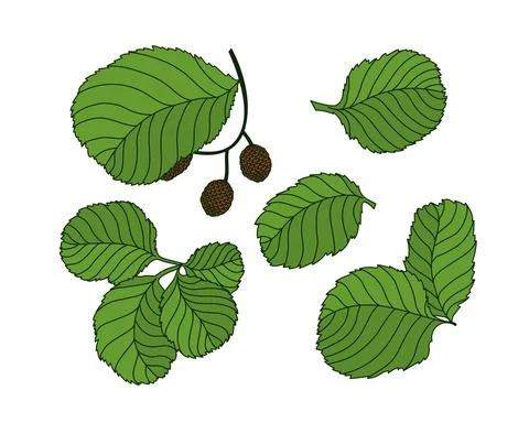 Set of alder tree leaves. Colored isolated nature vector illustration. Stock Illustration