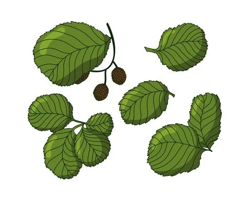 Set of alder tree leaves in flat design with shadows. Stock Illustration