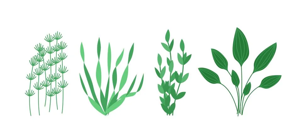 Set of algae for aquarium. Flat, cartoon, vector Stock-Illustration