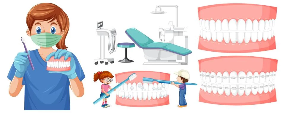 Set of all types of teeth on white background Stock Illustration