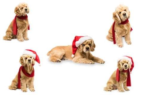 Set of American cocker spaniel Stock Photos
