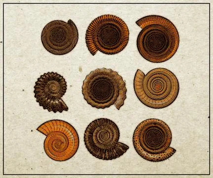 Set of  ammonite shell   - halftone  vintage   poster Stock Illustration