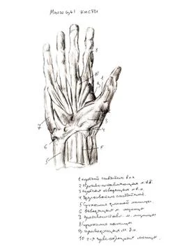 Set of anatomy human hand scull bones. Hand drawn pencil illustration. Isolat Stock Illustration