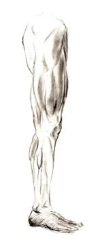 Set of anatomy human hand scull bones. Hand drawn pencil illustration. Isolat Stock Illustration