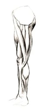 Set of anatomy human hand scull bones. Hand drawn pencil illustration. Isolat Stock Illustration