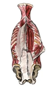 Set of anatomy human hand scull bones. Hand drawn pencil illustration. Isolat Stock Illustration