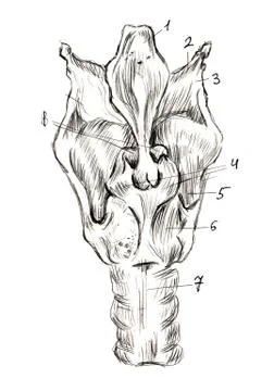 Set of anatomy human hand scull bones. Hand drawn pencil illustration. Isolat Stock Illustration