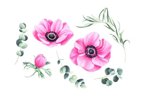 Set of anemones and eucalyptus branches isolated on white background Stock Illustration