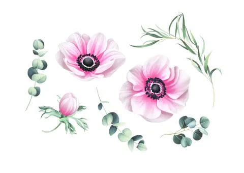 Set of anemones and eucalyptus branches isolated on white background 스톡 일러스트