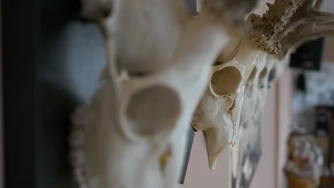A set of animal trophy skulls Vidéo 126580039
