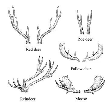 Set of antlers of various types animals, deers and elk. Vector black and wh.. Stock Photos