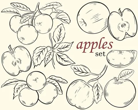 Set of apples, sketch. Vector. Hand drawing. Ilustración de archivo