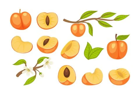 Set of apricot fruit collection kit with apricot flowers, apricot branches,.. Illustrazione stock