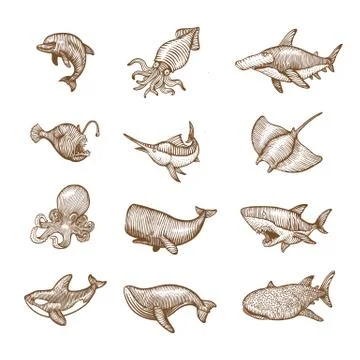 Set of aquatic Animals, Hand drawing vector illustration. Иллюстрация