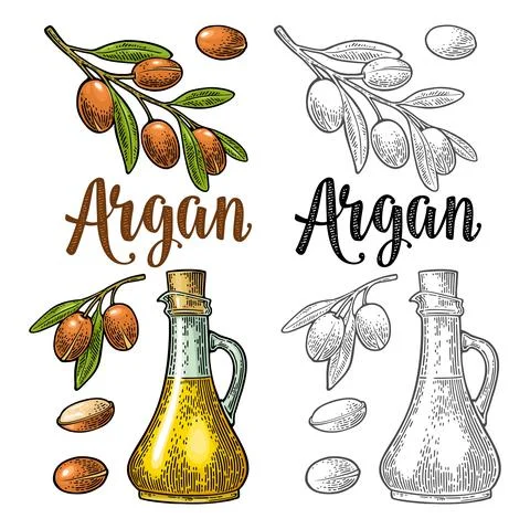Set of argan branches, leaves, nuts, bottle with oil. Vector vintage engravin Stockillustratie