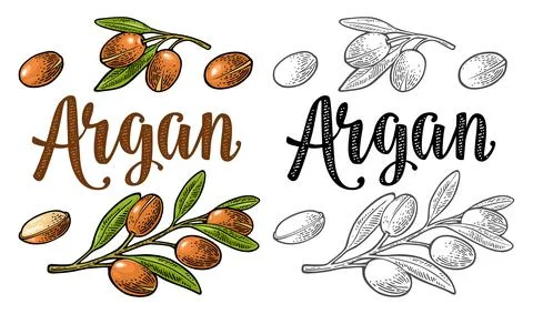 Set of argan branches, leaves, nuts. Vector vintage engraving Illustrazione stock