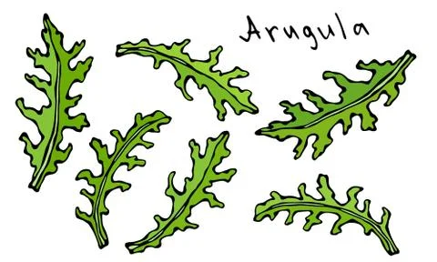 Set of Arugula Rucola, Rocket Salad Fresh Green Leaves. Aromatic Herb. Fresh Stock Illustration