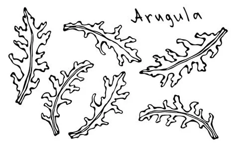 Set of Arugula Rucola, Rocket Salad Fresh Green Leaves. Aromatic Herb. Fresh Stock Illustration