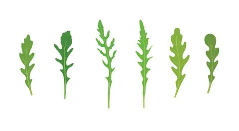 Set of arugula rucola, rocket salad fresh green leaves isolated over white Stock Illustration