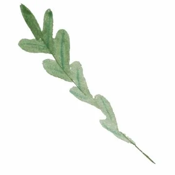 Set of arugula rucola, rocket salad fresh green leaves and outlines isolated Illustrazione stock