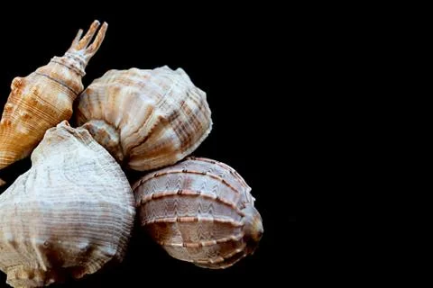 Set assortment of sea shells long round large on a black background design co Stock Photos