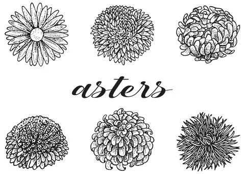 Set of asters of different shapes and varieties. Stock Illustration