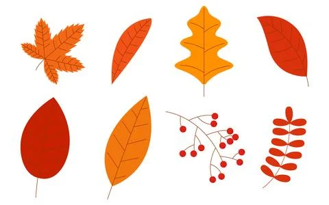 Set of autumn doodle design elements with autumn flowers and leaves Stock Illustration