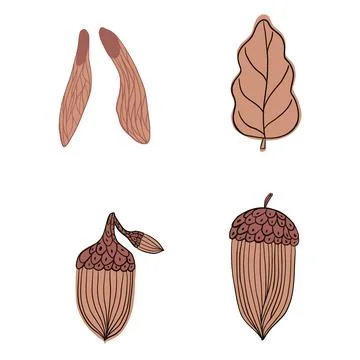 Set autumn elements isolated on white background. Decorative design Fraxinus  Stock Illustration