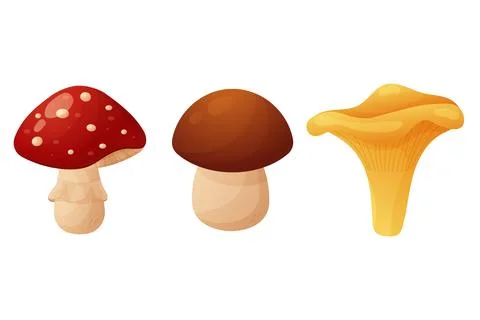 A set of autumn elements. Mushrooms, boletus, fly mushroom and chanterelle... 스톡 일러스트