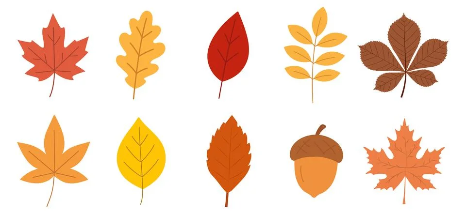 Set of autumn leaves from different trees, oak, maple, chestnut. Simple, ye.. Stock Illustration