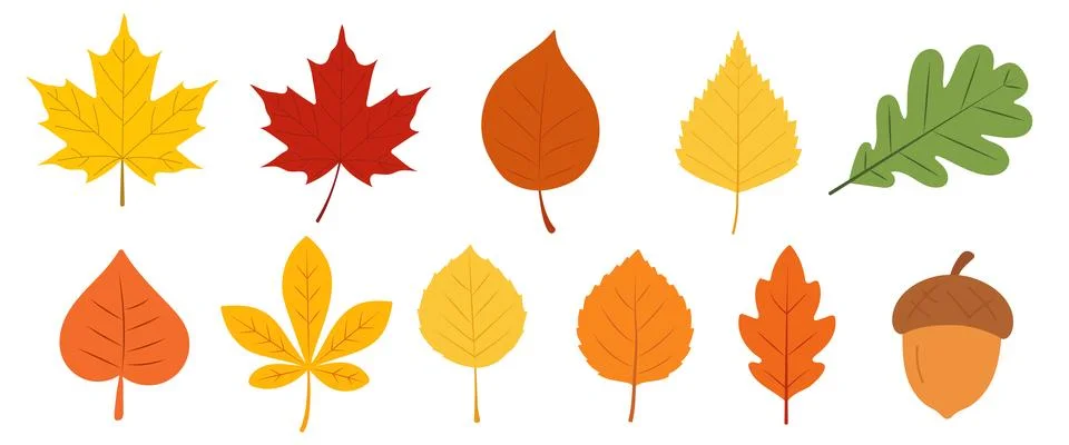 Set of autumn leaves from different trees, oak, maple, chestnut. Simple, ye.. Stock Illustration